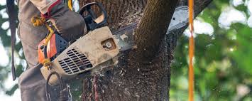 Reliable Rochester, MI  Tree Services Solutions