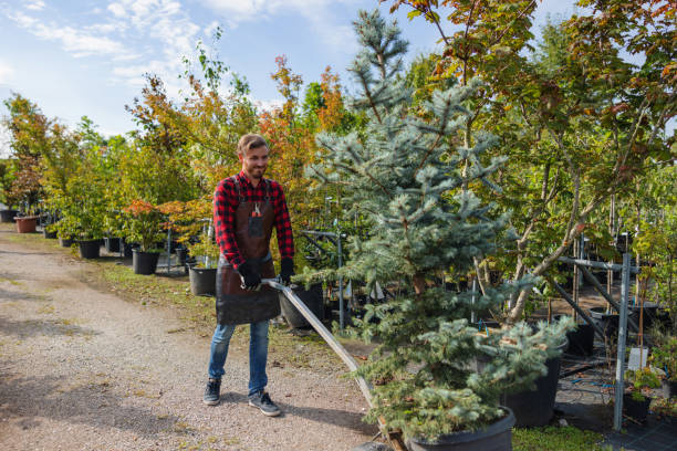 Why Choose Our Tree Removal Services in Rochester, MI?